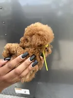 Lime Girl, a female Poodle - Miniature  for sale in Slidell, LA – 3 of 6