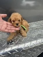 Green Boy, a male Poodle - Miniature  for sale in Slidell, LA – 6 of 6
