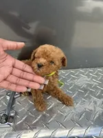 Lime Girl, a female Poodle - Miniature  for sale in Slidell, LA – 5 of 6