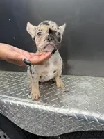 Merle1, a female French Bulldog for sale in Slidell, LA – 2 of 9