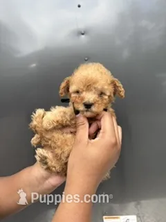 Black Boy – Poodle - Miniature  puppy for sale in Slidell, LA