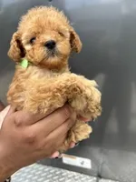 Green Boy, a male Poodle - Miniature  for sale in Slidell, LA – 3 of 6