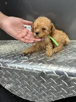Green Boy, a male Poodle - Miniature  for sale in Slidell, LA – 4 of 6