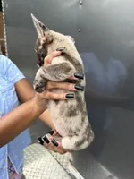 Merle 2, a female French Bulldog for sale in Slidell, LA – 4 of 9