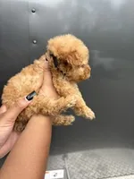 Black Boy, a male Poodle - Miniature  for sale in Slidell, LA – 4 of 7