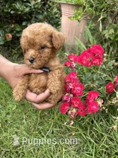 Lime Girl – Poodle - Miniature  puppy for sale in Slidell, LA