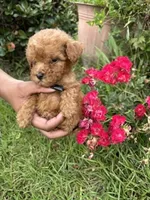 Lime Girl, a female Poodle - Miniature  for sale in Slidell, LA – 1 of 6