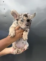 Merle1, a female French Bulldog for sale in Slidell, LA – 7 of 9