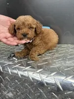 Blue boy, a male Poodle - Miniature  for sale in Slidell, LA – 5 of 5