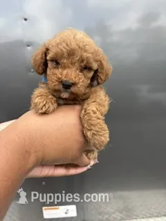 Blue boy – Poodle - Miniature  puppy for sale in Slidell, LA