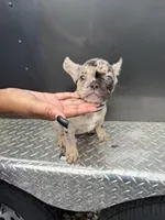 Merle1, a female French Bulldog for sale in Slidell, LA – 3 of 9