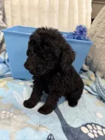 Midnight, a male Poodle - Miniature  for sale in Slidell, LA – Photo 1 of 5