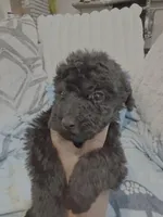 Midnight, a male Poodle - Miniature  for sale in Slidell, LA – Photo 4 of 5