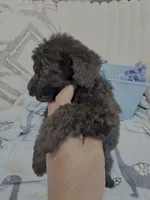 Midnight, a male Poodle - Miniature  for sale in Slidell, LA – Photo 3 of 5