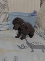 Midnight, a male Poodle - Miniature  for sale in Slidell, LA – Photo 2 of 5