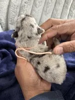 Merle (Peach Ribbon), a female French Bulldog for sale in Slidell, LA – Photo 5 of 10