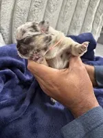 Merle (Peach Ribbon), a female French Bulldog for sale in Slidell, LA – Photo 7 of 10