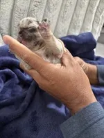 Merle (Peach Ribbon), a female French Bulldog for sale in Slidell, LA – Photo 8 of 10