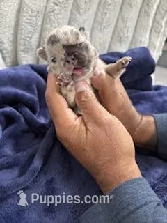 Merle (Peach Ribbon) – French Bulldog puppy for sale in Slidell, LA