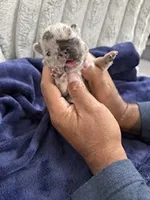 Merle (Peach Ribbon), a female French Bulldog for sale in Slidell, LA – Photo 1 of 10