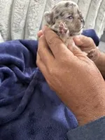 Merle (Peach Ribbon), a female French Bulldog for sale in Slidell, LA – Photo 4 of 10