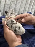 Merle (Peach Ribbon), a female French Bulldog for sale in Slidell, LA – Photo 6 of 10