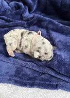 Merle (Peach Ribbon), a female French Bulldog for sale in Slidell, LA – Photo 2 of 10