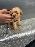 Red boy, a male Poodle - Miniature  for sale in Slidell, LA – 4 of 6