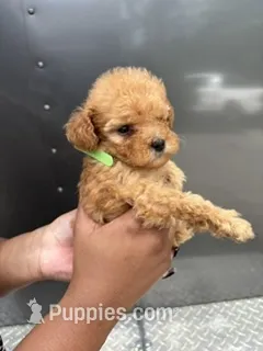 Green Boy – Poodle - Miniature  puppy for sale in Slidell, LA