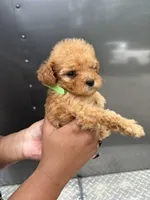 Green Boy, a male Poodle - Miniature  for sale in Slidell, LA – 1 of 6