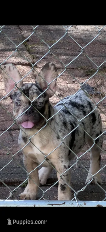 Merle – French Bulldog puppy for sale in Slidell, LA