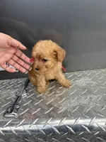 Red boy, a male Poodle - Miniature  for sale in Slidell, LA – 5 of 6