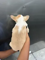 Husky Frenchie , a female French Bulldog for sale in Slidell, LA – 3 of 6
