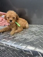 Green Boy, a male Poodle - Miniature  for sale in Slidell, LA – 5 of 6