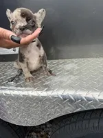 Merle 2, a female French Bulldog for sale in Slidell, LA – 3 of 9