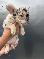 Merle1, a female French Bulldog for sale in Slidell, LA – 6 of 9