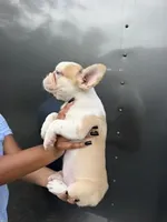 Husky Frenchie , a female French Bulldog for sale in Slidell, LA – 4 of 6