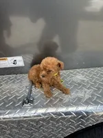 Lime Girl, a female Poodle - Miniature  for sale in Slidell, LA – 6 of 6