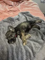Red collar Boy3, a male Miniature Schnauzer for sale in Indianapolis, IN – 2 of 3