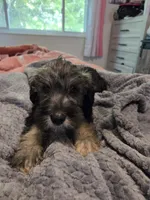 Red collar Boy3, a male Miniature Schnauzer for sale in Indianapolis, IN – 3 of 3