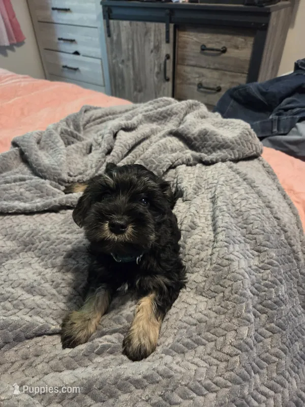 Dark green – Miniature Schnauzer puppy for sale in Indianapolis, IN