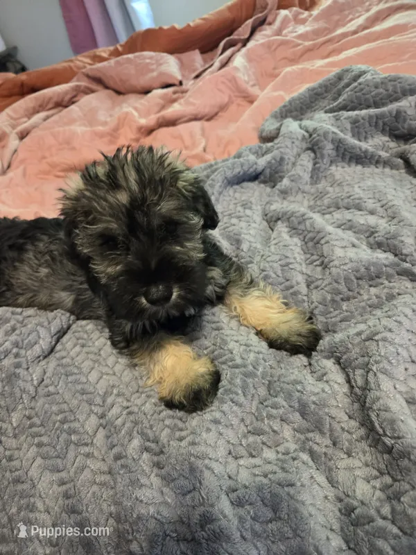 Black collar – Miniature Schnauzer puppy for sale in Indianapolis, IN