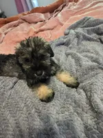 Black collar, a male Miniature Schnauzer for sale in Indianapolis, IN – 1 of 2