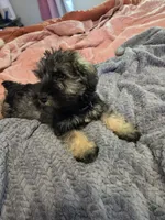 Black collar, a male Miniature Schnauzer for sale in Indianapolis, IN – 2 of 2