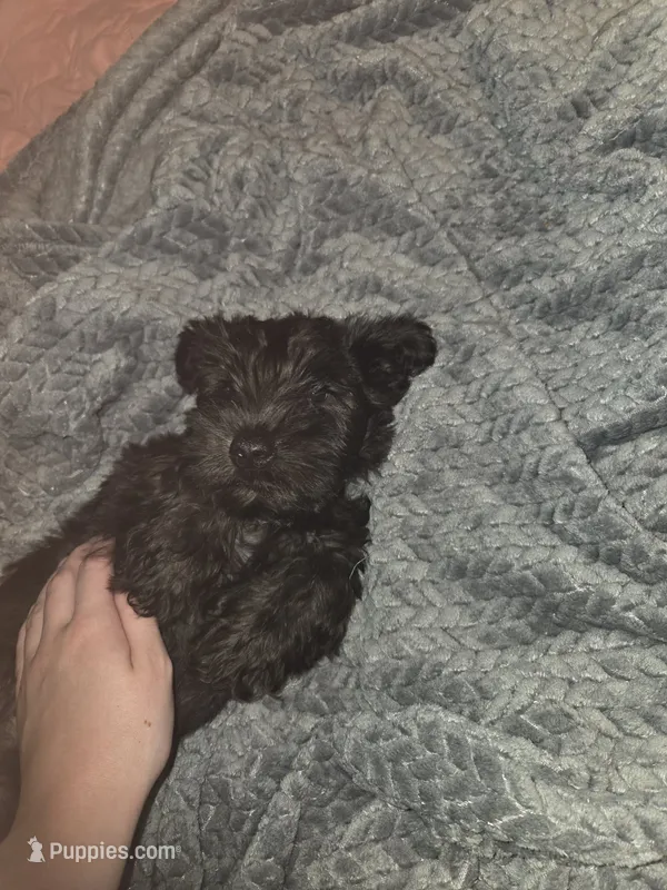 Teal – Miniature Schnauzer puppy for sale in Indianapolis, IN