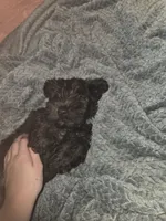 Teal, a male Miniature Schnauzer for sale in Indianapolis, IN – 1 of 2
