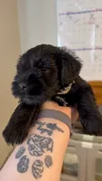 Boy, a male Miniature Schnauzer for sale in Indianapolis, IN – 1 of 1