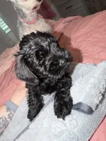 Baby girl, a female Miniature Schnauzer for sale in Indianapolis, IN – 2 of 3