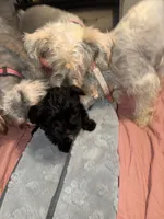 Baby girl, a female Miniature Schnauzer for sale in Indianapolis, IN – 3 of 3