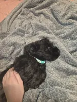 Teal, a male Miniature Schnauzer for sale in Indianapolis, IN – 2 of 2
